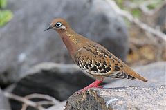 Galapagos Dove